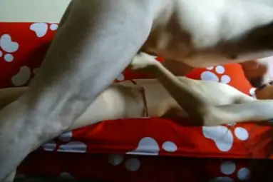 Bokep Indo Cewek Chubby Dientot Tiga Pria